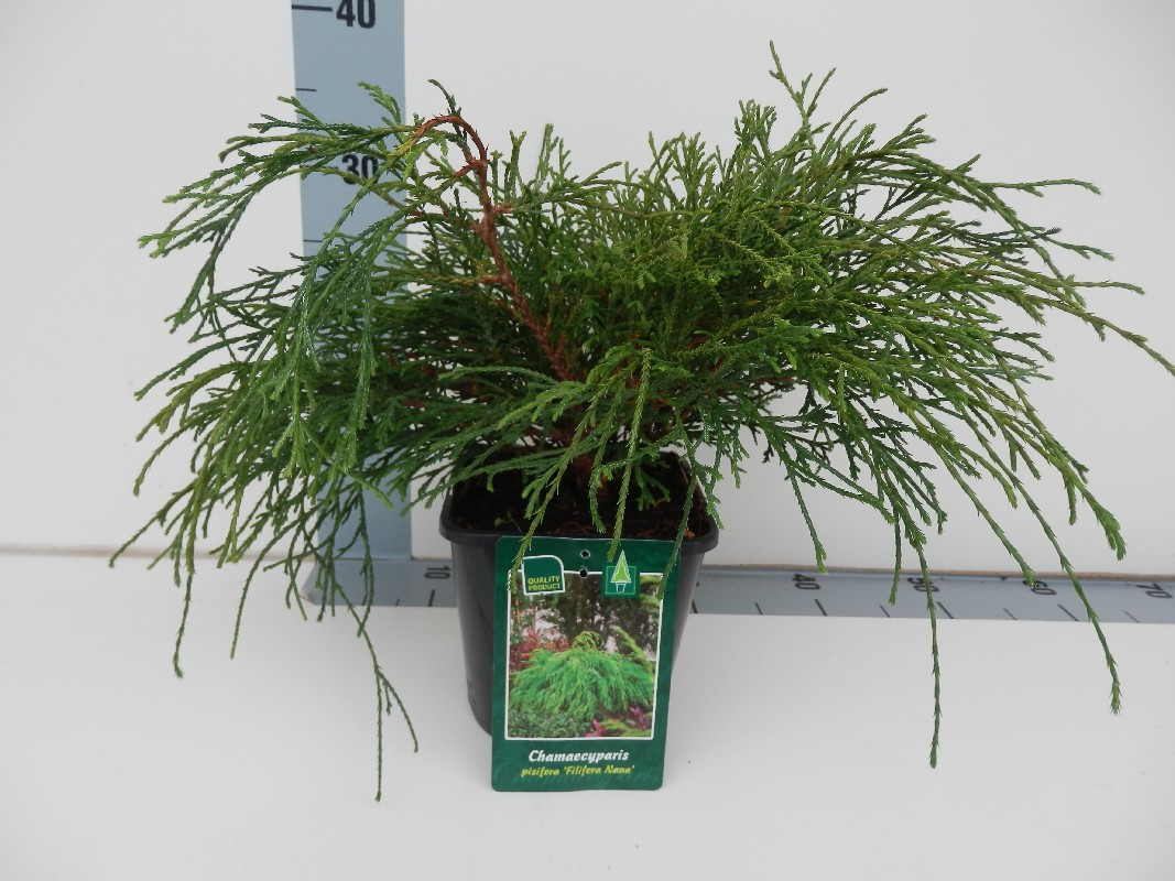 Кипарисовик горохоплодный Филифера Нана